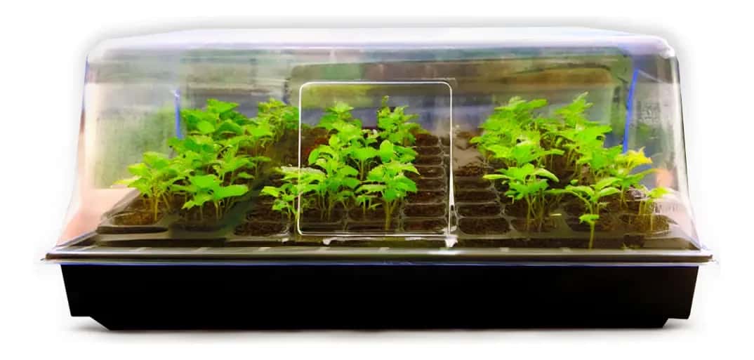 Mini Estufa Germinadora de Sementes com 50 Células para Plantio